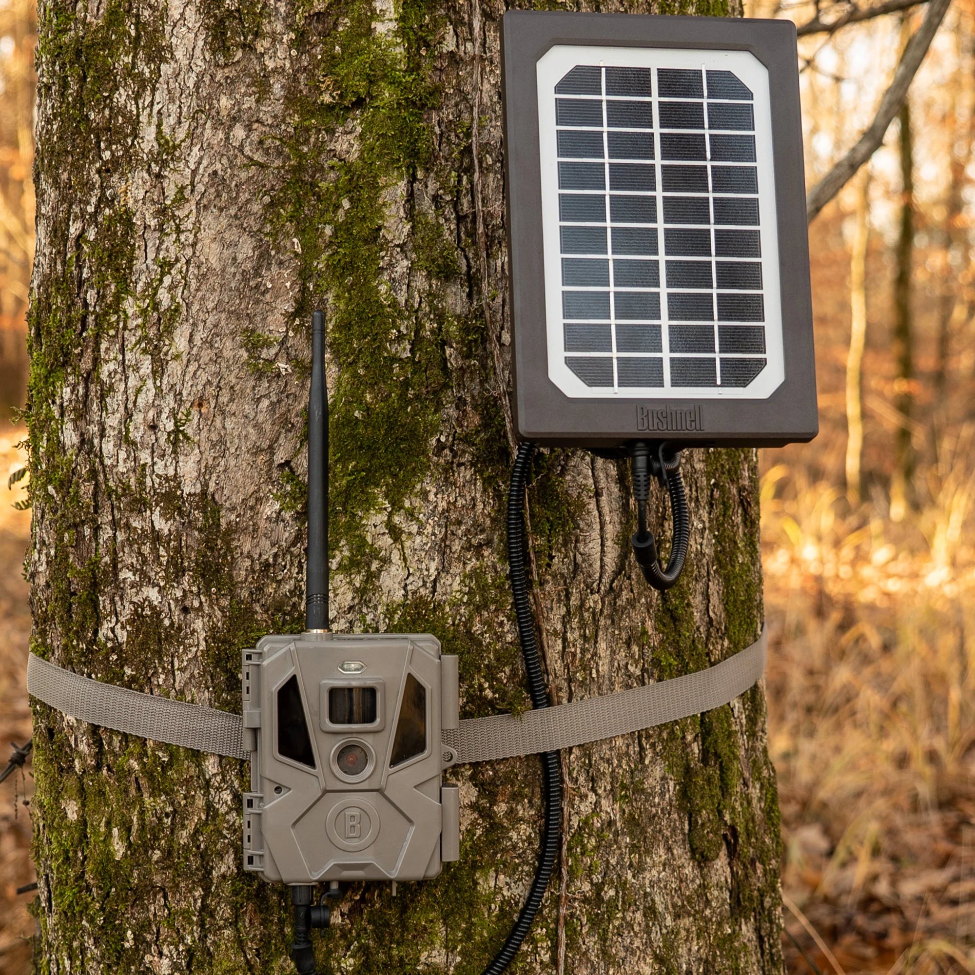 Trail Camera Solar Panel - Image 2